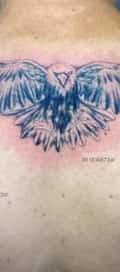 Acompanhante Falco