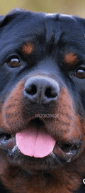 Acompanhante Cachorrão