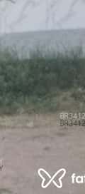 Acompanhante Jurema