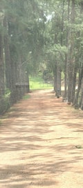 Acompanhante Jhomjhom