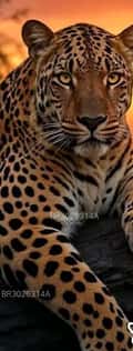 Acompanhante Leopardo Selvagem
