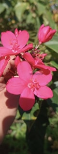 Acompanhante Aline