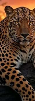 Acompanhante Leopardo Selvagem